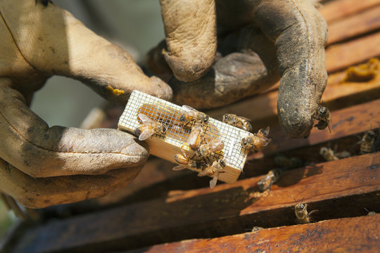 Queen Bee with Attendants