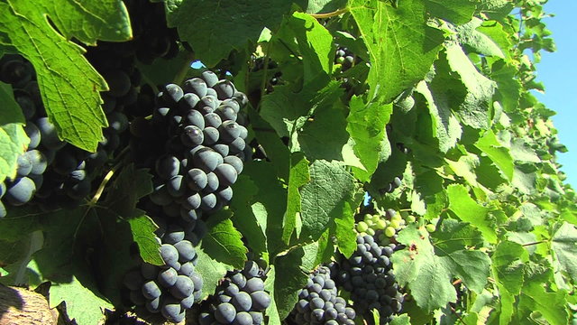grape vine
