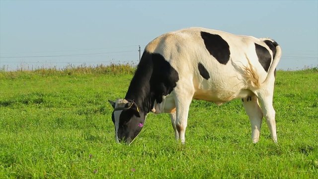 Cow eats grass