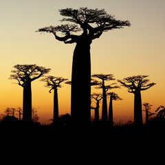 Fototapeta na wymiar baobab sunset sylwetka