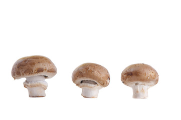 three brown mushrooms isolated on white