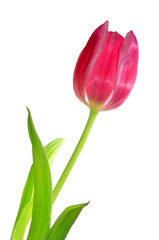 pink tulip isolated on white