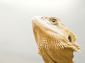 golden dragon looking upwards