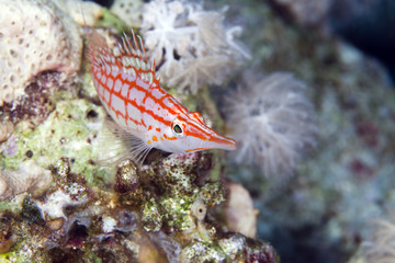 Longnose hawkfish (oxycirrhites typus) in de Red Sea.