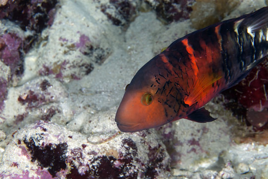 Red-breasted splendour wrasse in de Red Sea.