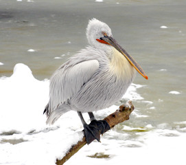 White Pelican in Prague zoo. Winter time