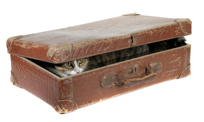 cute cat covered in old suitcase