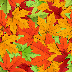 Maple leaves of different colors seamless background