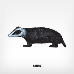 Engraving vintage Skunk illustration.