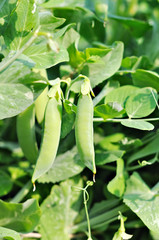 Pods of peas.
