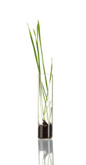 Green grass growing in tube isolated on white