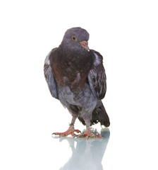 One grey pigeon isolated on white