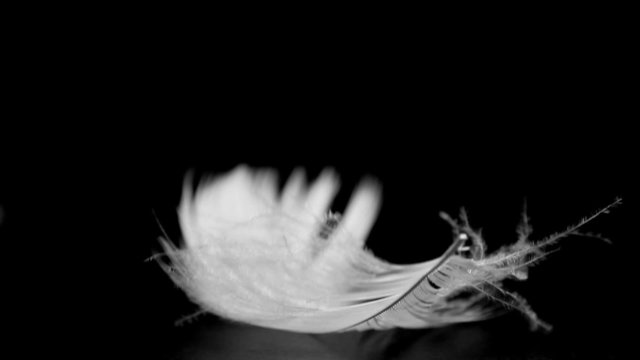 white feather fly away