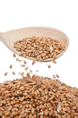 Spoon of wheat
