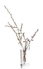 Fototapeta premium beautiful apricot blossoms in vase isolated on white