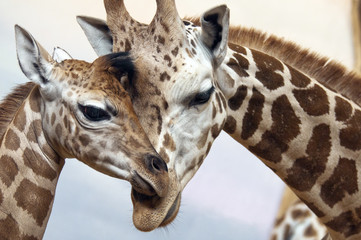 Giraffes - 39165208