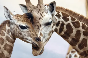 Gordijnen Giraffes © Nazzu