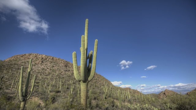 Timelpase Arizona Cactus with a blue sky
