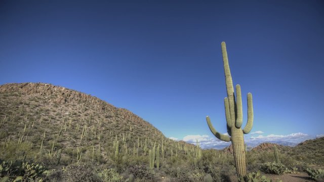Timelpase Arizona Cactus