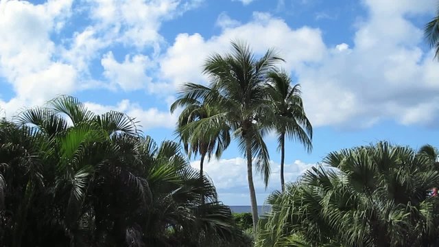 palmen