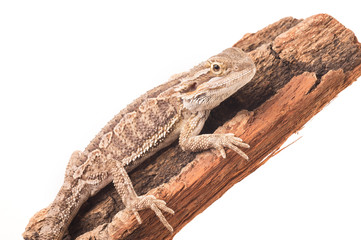 one agama bearded on the white background