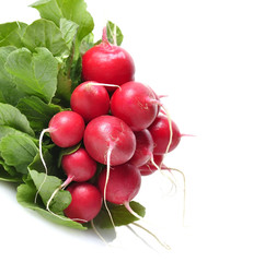 Fresh Radish