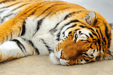 Sleeping tiger