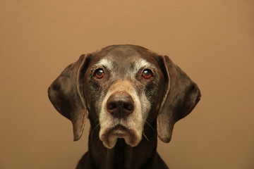 Portrait of a german shorthaired pointer, 11 years old