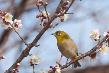 木陰で休むメジロ