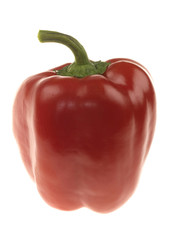 Red Pepper