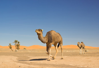 camel in the Sahara desert