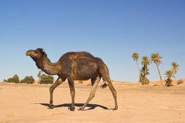 camel in the Sahara desert