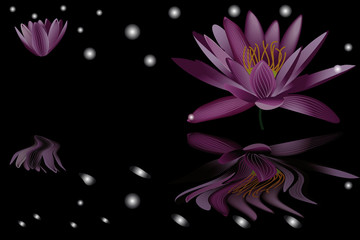 water lily  on black background 1