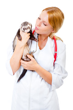 Young veterinarian examines a patient ferret