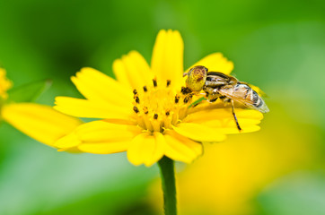 Fruit files or Flower files in green nature