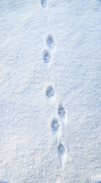 Fototapeta Fuchsfährte