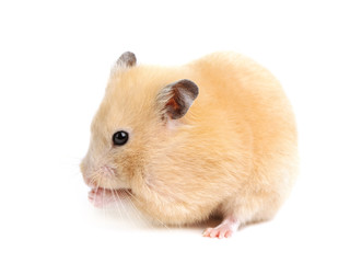 Funny hamster eats