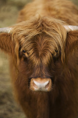 Cow close-up