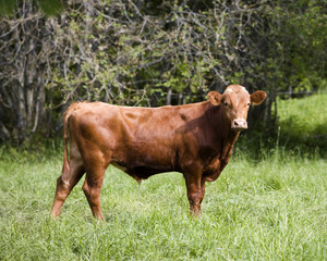 Brown cow