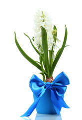 beautiful white hyacinth in blue flowerpot isolated on white