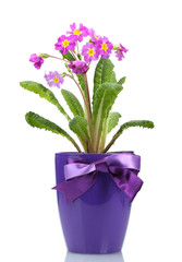Beautiful purple primrose in a flowerpot isolated on white