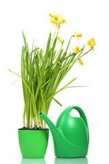 Fototapeta premium Bright yellow daffodils in green pot with watering can, spring gardening and home decor