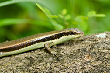 Skink in garden