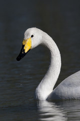 Fototapeta premium portrait of a wild swan