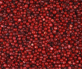 Lingonberries