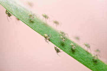 baby spiders in nature