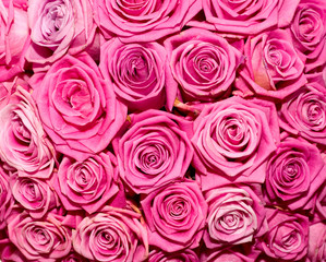 Bright pink roses
