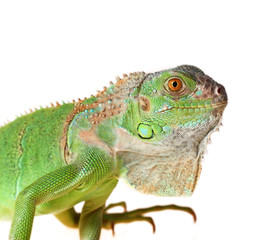 Obraz premium Green iguana