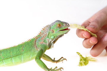 Obraz premium green iguana