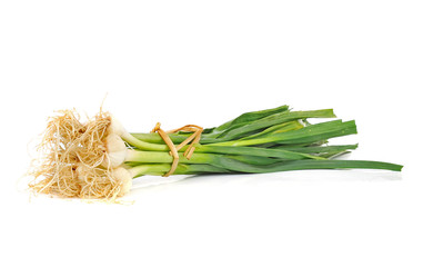 young green garlic leaves isolated